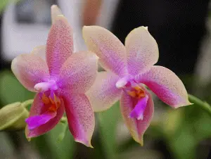 fragrant orchid what do orchids smell like