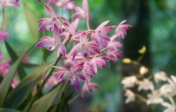 fragrant orchid species