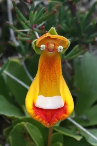 happy alien orchid