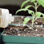 how do plants use iodine