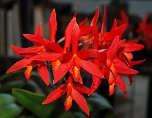 how take care of renanthera orchid