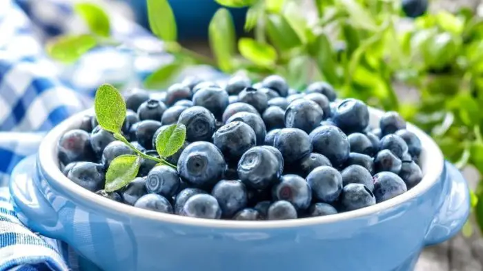 how to grow can blueberry plants in containers