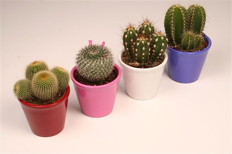 how to transplant cactus at home