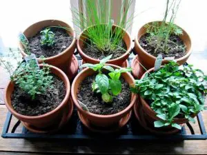 indoor plants to grow from seed