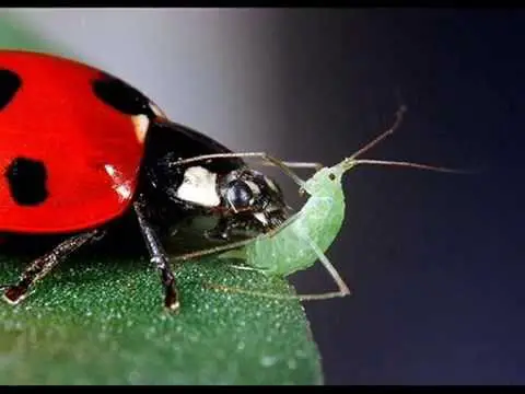 ladybug aphid eater