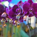 life span of orchid