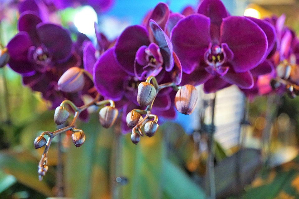 life span of orchid: how to make orchids last longer?