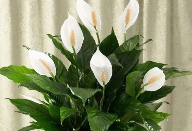 lily of the world spathiphyllum