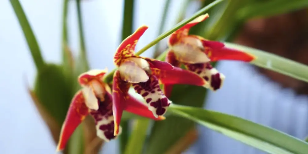 maxillaria orchid
