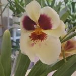 miltonia orchid