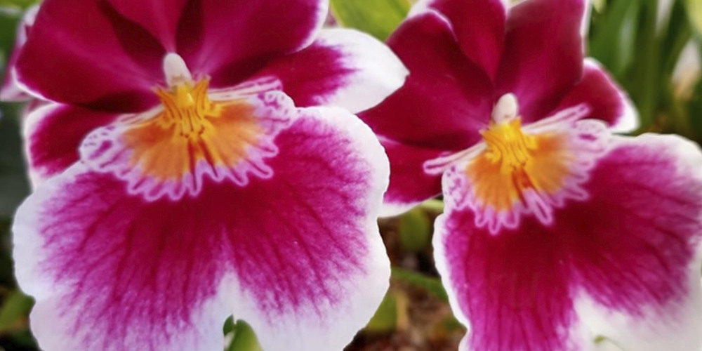 miltonia orchid care