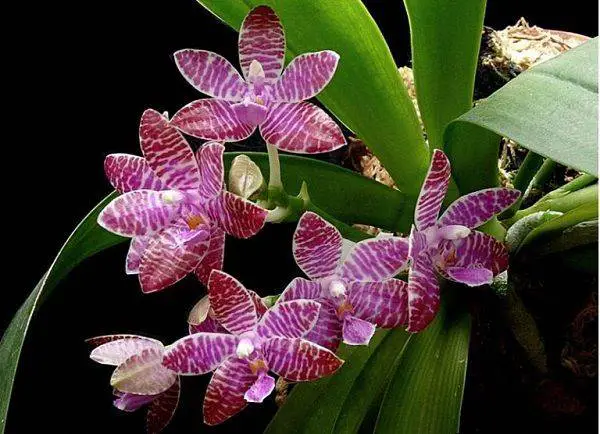 miniature or mini phalaenopsis orchids