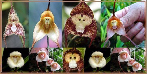 most common colors of mokey face orchid