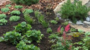 Mulch Types Advantages And Disadvantages