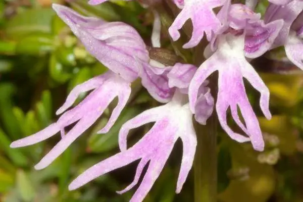 naked man italian orchis