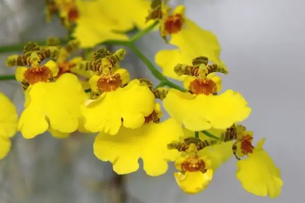 oncidium yellow orchid flower