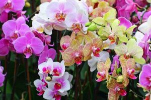 orchid selection