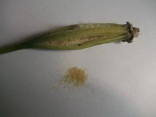 orchid seeds