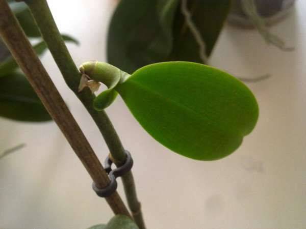 phalaenopsis keiki
