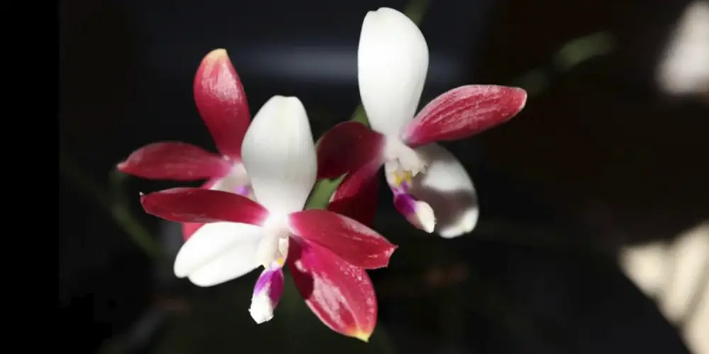 phalaenopsis tetraspis care