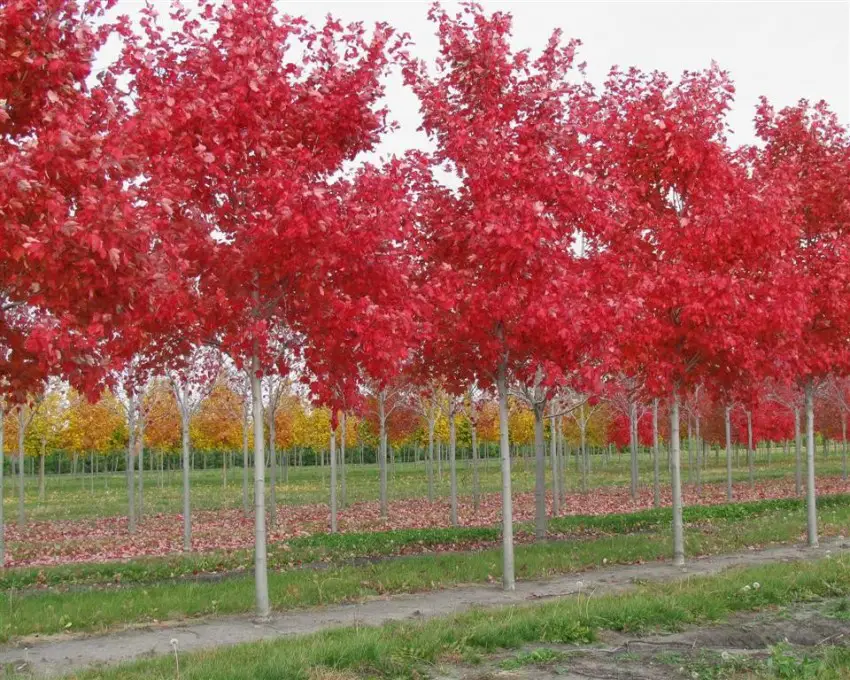 planting of red leave maple