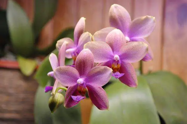 popular varieties of phalaenopsis orchids