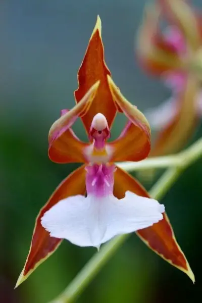 rare orchid flowers