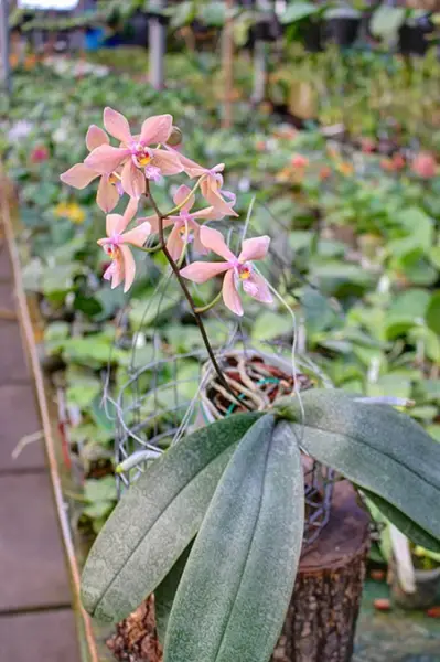 rare coral or peach color orchid