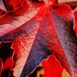 red leaved maple tree