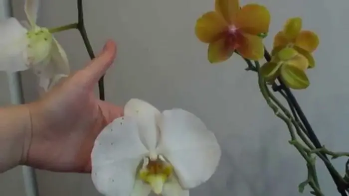 royal phalaenopsis