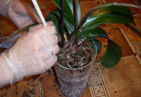 rules for feeding orchids and fertilizing
