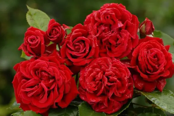 santana rose