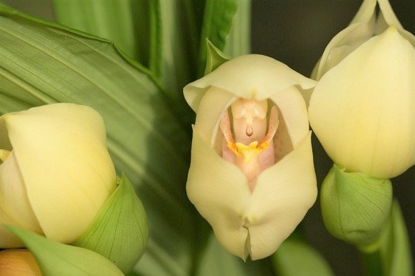 sleeping baby orchid