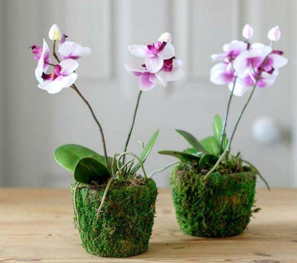 vietnam orchid care