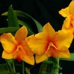 Vietnam Orchids: Varieties, Care, Planting Bulb (Best Guide)