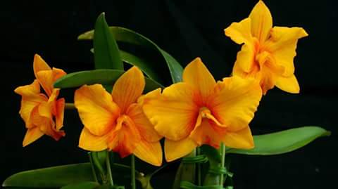 vietnam orchids