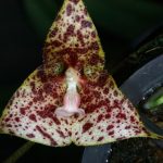 warm growing dracula orchids