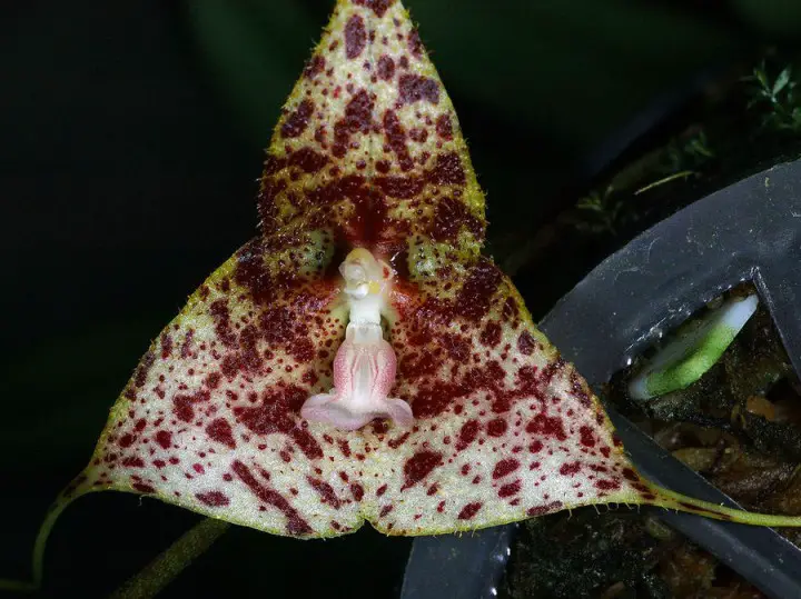 warm growing dracula orchids