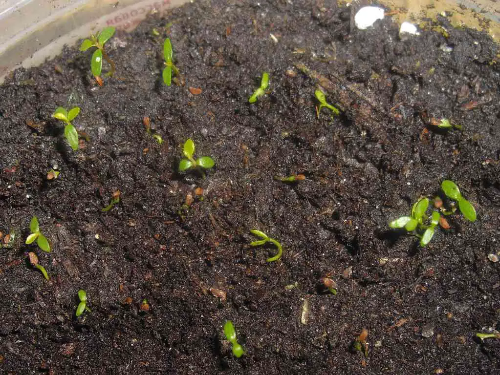 ways to grow blueberry plants