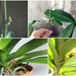 what to do when your orchid has a baby 1