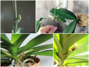 Phalaenopsis Keiki: What To Do When Your Orchid Has A Baby
