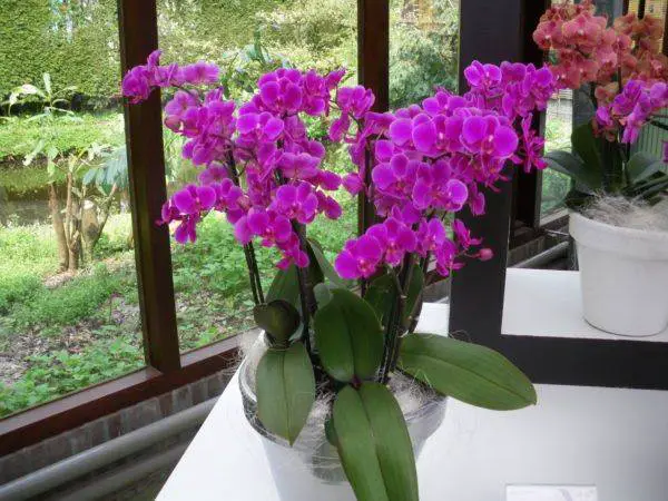 what color should healthy orchid leaves and root be before purchasing