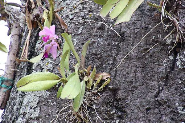 what is the natural habitat for orchids