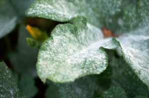 Treat White Spots On Indoor Plant Leaves: Mold, Dust, Sticky