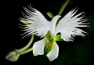 Habenaria Radiata (White Egret Orchid Flower): Care, Growing