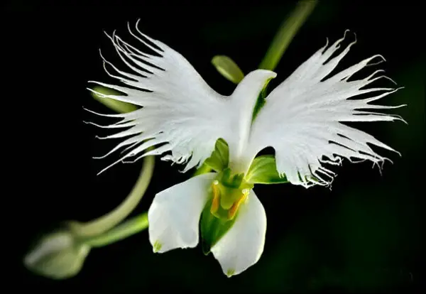white heron orchid
