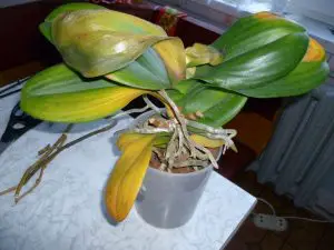 why do orchids turning yellow