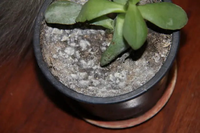 why is potted soil covered with white coating