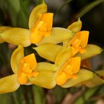 yellow orchid flower plant