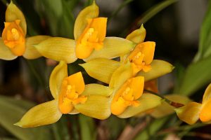 yellow orchid flower plant